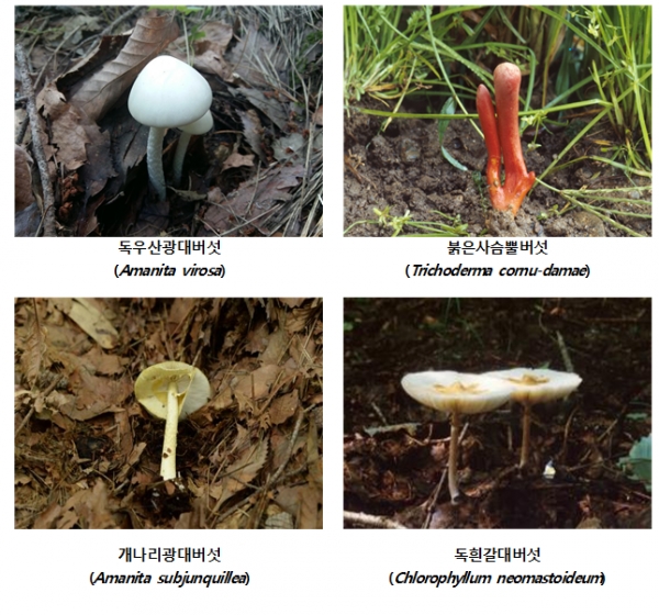 장마철 주의가 필요한 대표적인 독버섯 4종(사진=식약처)