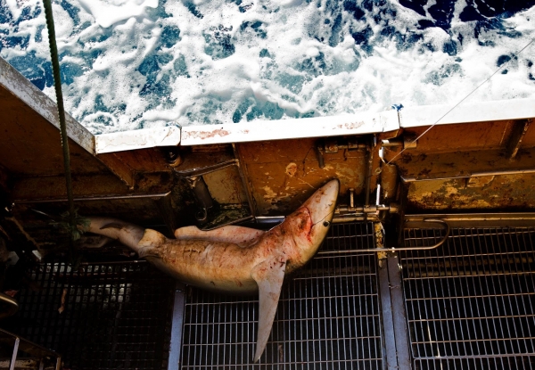 청새리상어가 스페인 어선이 풀어놓은 낚싯줄에 걸려 죽음에 이르고 있다. ⓒ그린피스